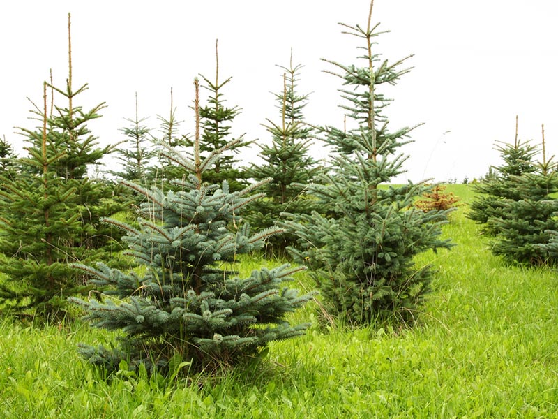 entreprise de sapin Munster