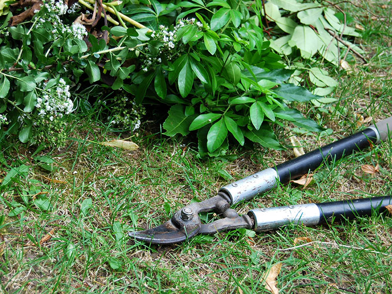 entreprise élagage Wintzenheim