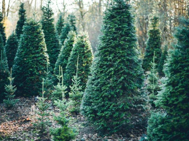 Producteur de sapins aux tarifs avantageux à Munster
