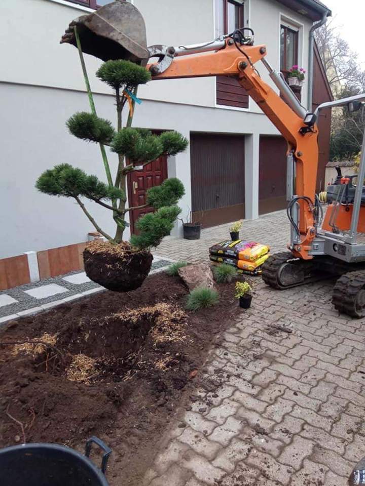 Plantation arbustes et arbres à Munster