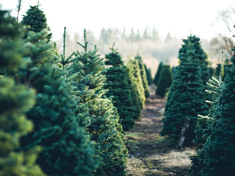 entreprise de sapin Wintzenheim